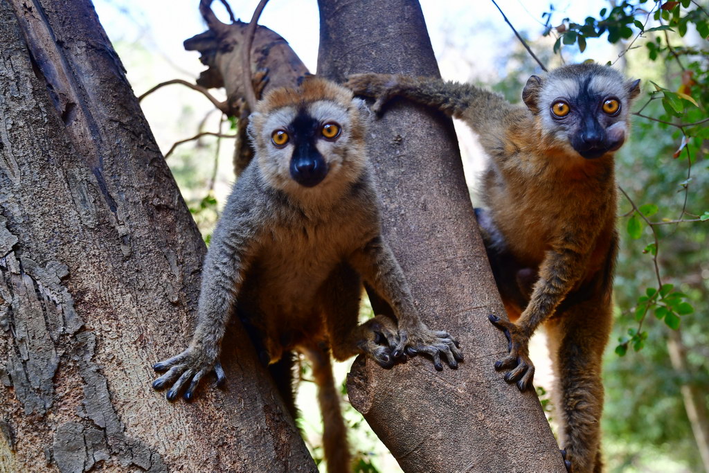 First Lemurs, Tsiribihina River